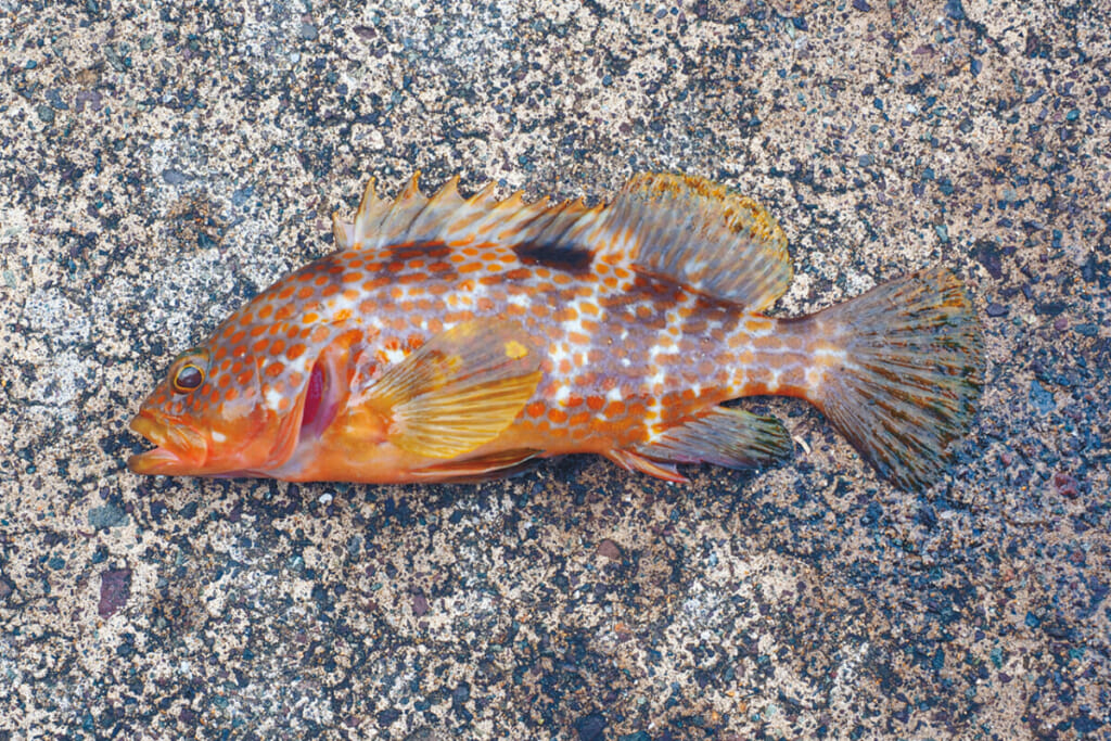 海のハンター・キジハタの意外とのんきな生活 水中写真で見るサカナの