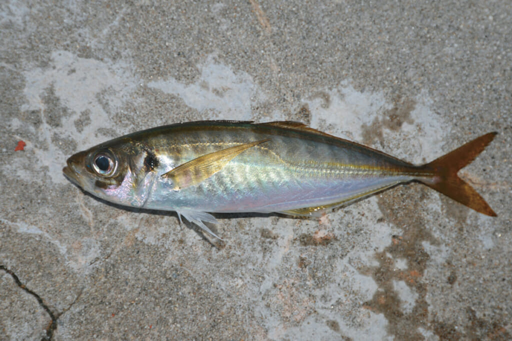 味のよさ が語源の魚を知っていますか 水中写真で見るサカナの生態 マアジ編 ルアマガ