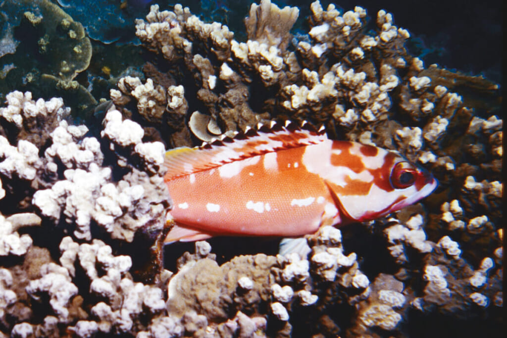 高級魚 ハタの仲間たちはどのように暮らすのか 水中写真で見るサカナの生態 ハタの仲間たち ルアマガ