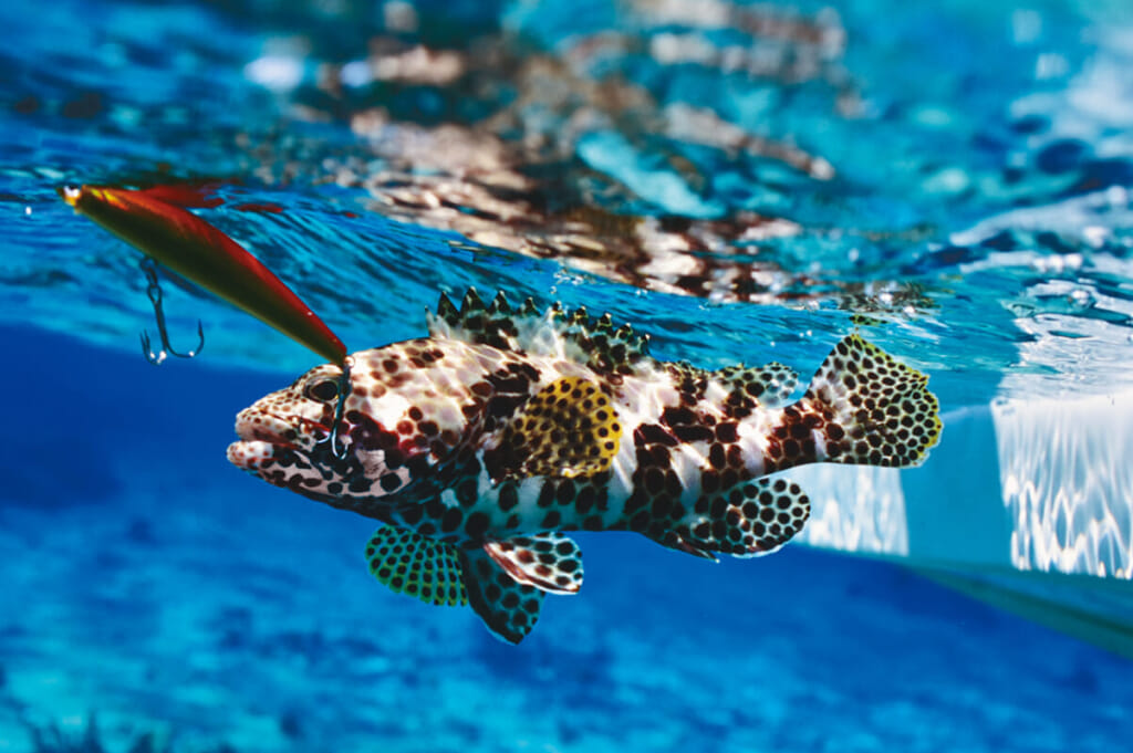 高級魚 ハタの仲間たちはどのように暮らすのか 水中写真で見るサカナの生態 ハタの仲間たち ルアマガプラス