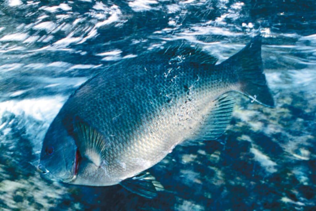 お魚たちの食事タイム とある時間 にメジナの群れが活発に 水中写真で見るサカナの生態 メジナ グレ 編 ルアマガ