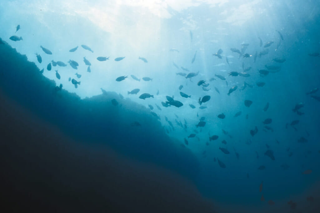 お魚たちの食事タイム とある時間 にメジナの群れが活発に 水中写真で見るサカナの生態 メジナ グレ 編 ルアマガ