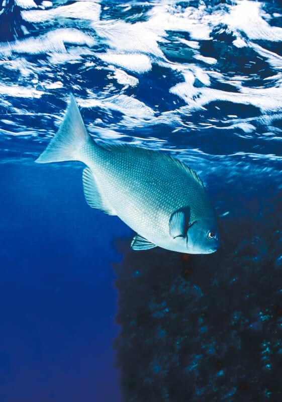 お魚たちの食事タイム とある時間 にメジナの群れが活発に 水中写真で見るサカナの生態 メジナ グレ 編 ルアマガ