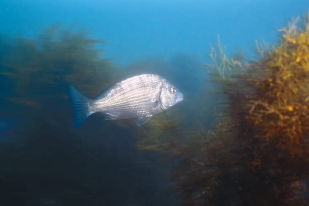 実は人懐っこいお魚 興味津々でダイバーに近寄ってくるクロダイという魚 水中写真で見るサカナの生態 クロダイ チヌ 編 ルアマガプラス