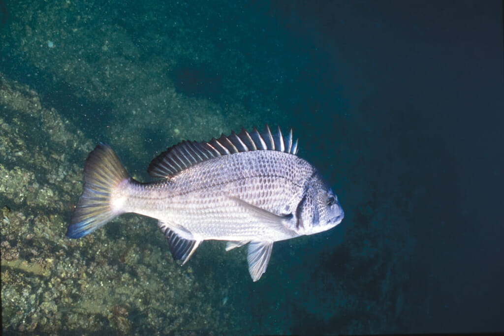 実は人懐っこいお魚 興味津々でダイバーに近寄ってくるクロダイという魚 水中写真で見るサカナの生態 クロダイ チヌ 編 ルアマガプラス