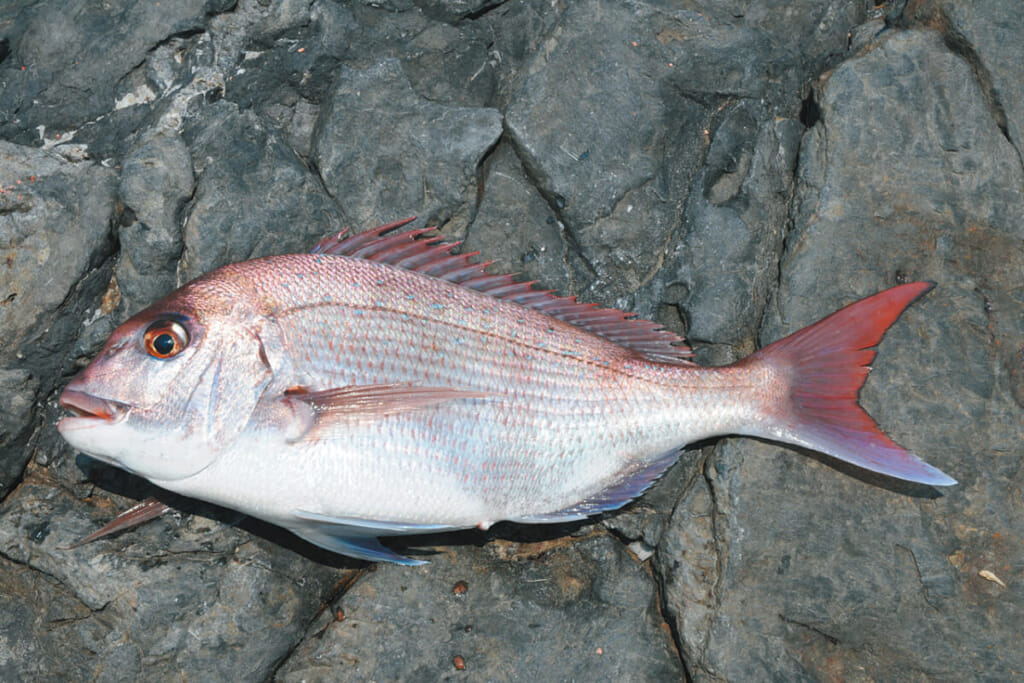 王の魚 マダイは威風堂々と海を回遊する 水中写真で見るサカナの生態 マダイ編 ルアマガプラス