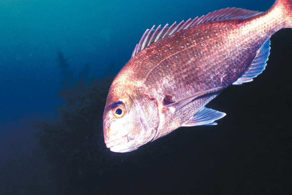 王の魚 マダイは威風堂々と海を回遊する 水中写真で見るサカナの生態 マダイ編 ルアマガプラス