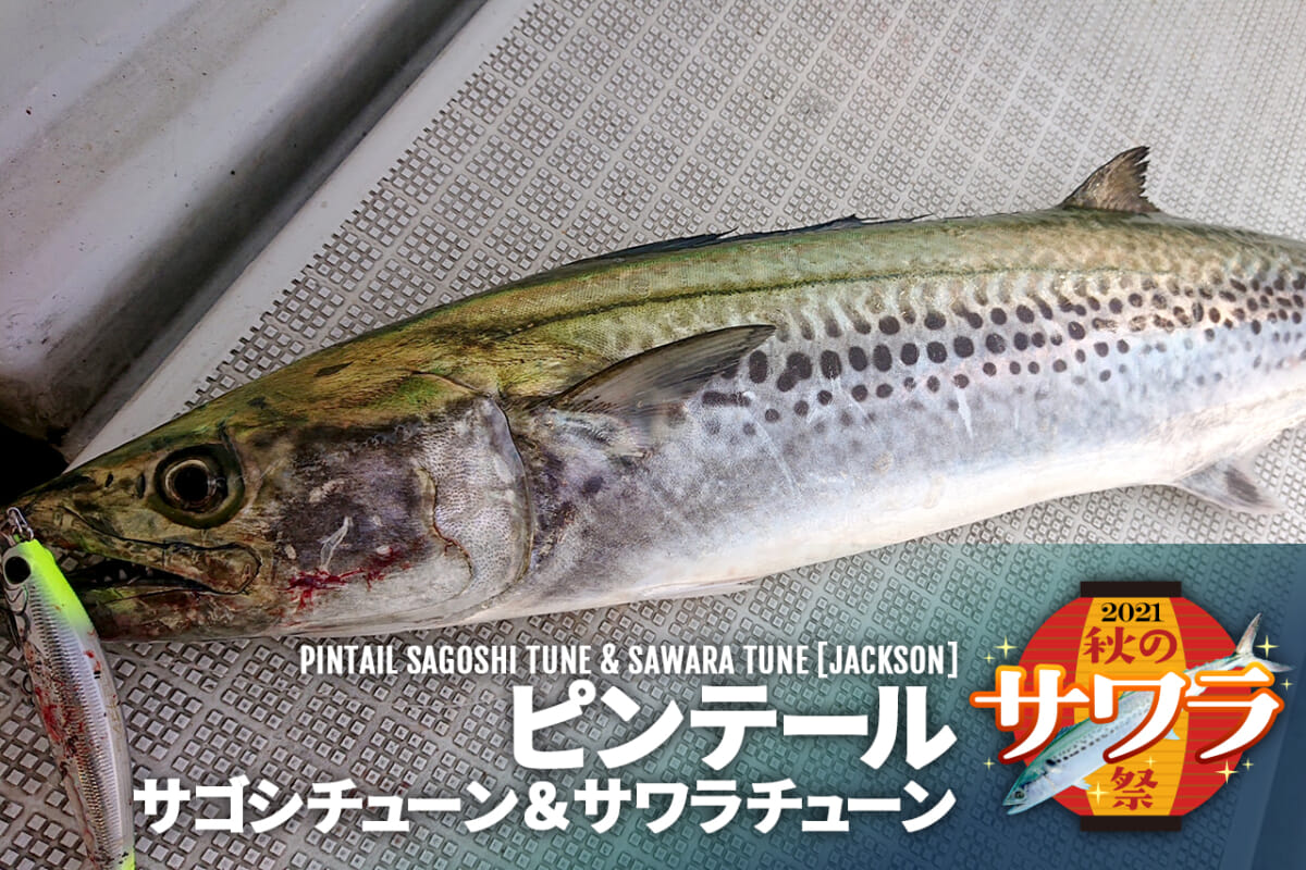 東京湾サワラ人気で売り切れ必至 ピンテールサゴシチューン サワラチューン ジャクソン 釣れるギミックを大公開 ルアマガプラス