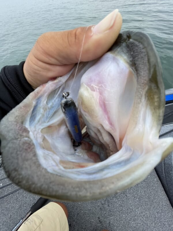 魚探で得た情報をソリッドティップロッドが釣果に変える! 武田 魚探で得た情報をソリッドティップロッドが釣果に変える! 武田