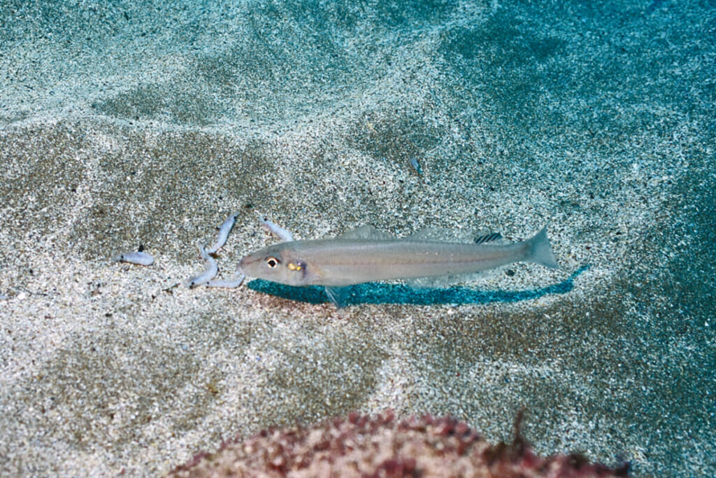 海の女王と呼ばれる魚 シロギスの可憐な食事風景 水中写真で見るサカナの生態 シロギス編 ルアマガプラス