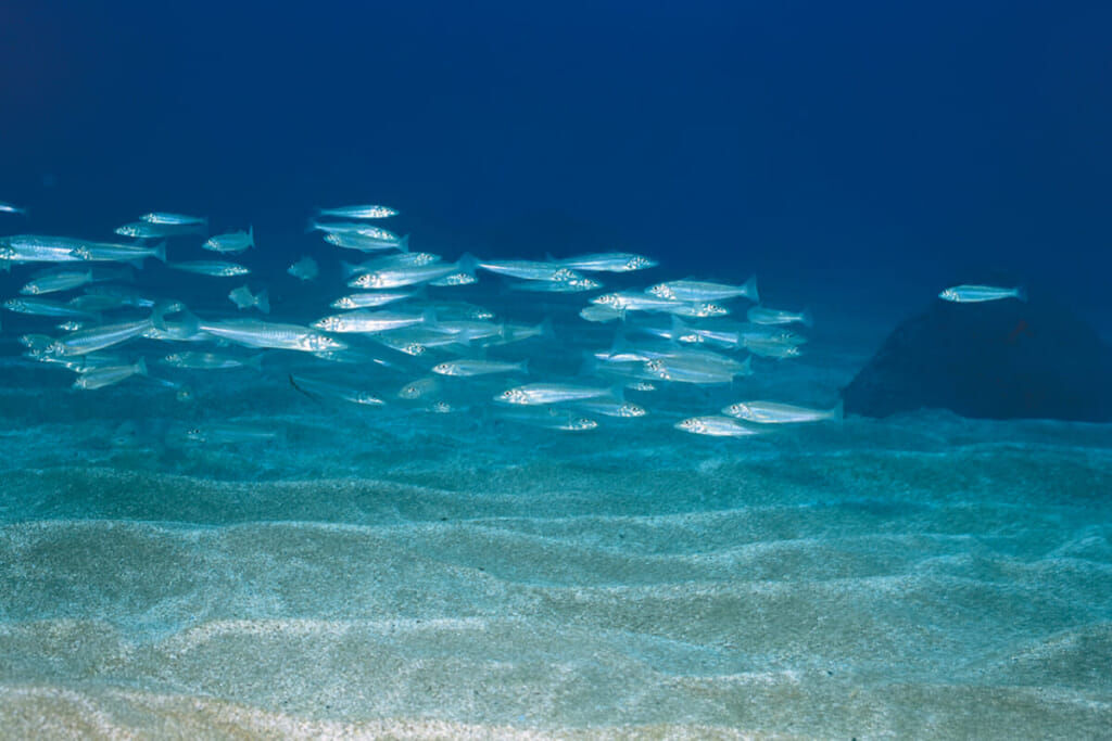 海の女王と呼ばれる魚 シロギスの可憐な食事風景 水中写真で見るサカナの生態 シロギス編 ルアマガプラス