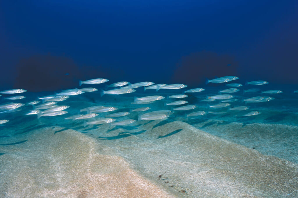 海の女王と呼ばれる魚 シロギスの可憐な食事風景 水中写真で見るサカナの生態 シロギス編 ルアマガプラス