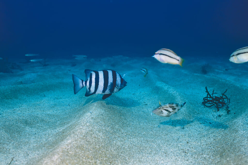 海の女王と呼ばれる魚 シロギスの可憐な食事風景 水中写真で見るサカナの生態 シロギス編 ルアマガプラス