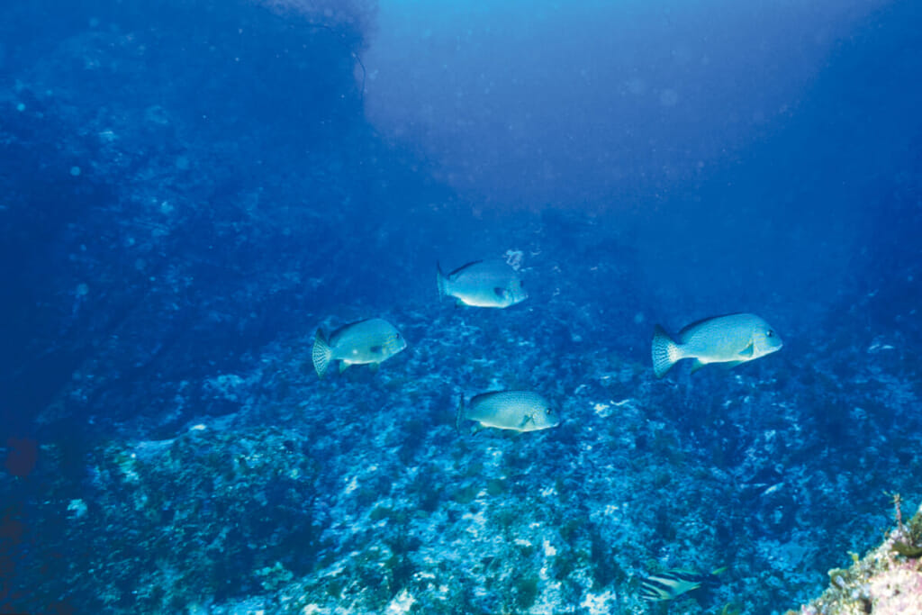 海のライオン 精鋭部隊で岩礁帯を見回る コロダイ 水中写真で見るサカナの生態 コロダイ編 ルアマガ