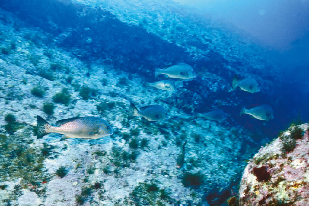 海のライオン 精鋭部隊で岩礁帯を見回る コロダイ 水中写真で見るサカナの生態 コロダイ編 ルアマガ