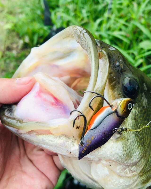 秋のオカッパリ巻き物は『ブレイゾンC66M （DAIWA）』一本でOK