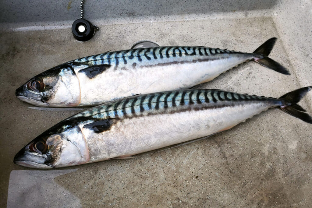 市場 むじょかサバ 鮮魚 活け締め 養殖サバ 真空パック 活魚 ブランドサバ 極上 鯖 神経抜き 1尾 さば むじょか カット加工