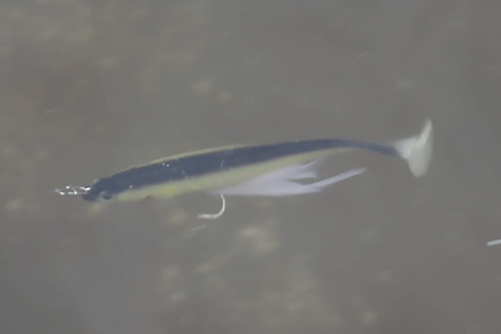 スイムベイトは 高iqバススナイパー 秋のバス釣り巻き物論 杉村和哉 ルアマガプラス