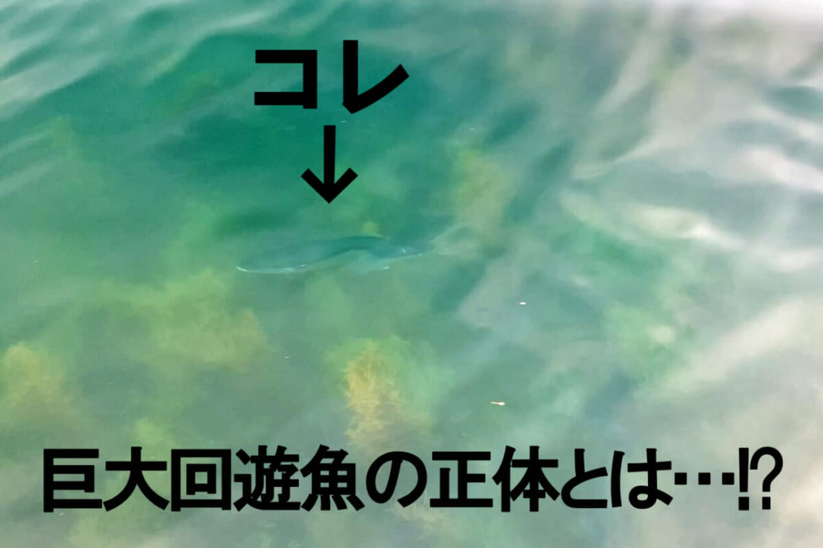 佐渡島で遭遇した 巨大回遊魚 の正体とは 捕獲を試みるも 誰も釣ることができない 漁港の主 ルアマガプラス