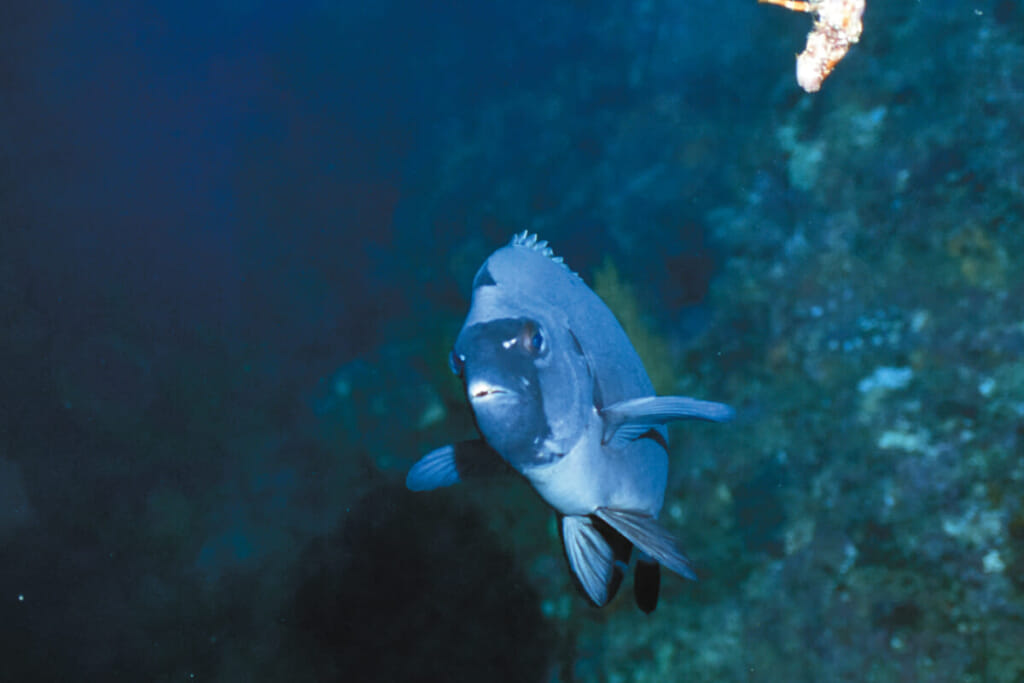 サザエも噛み砕く 硬いクチバシを持つイシダイの食事マナー 水中写真で見るサカナの生態 イシダイ ルアマガプラス