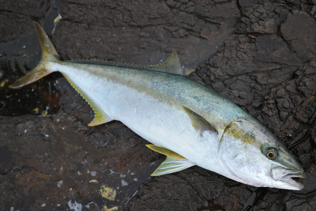 佐渡島で遭遇した 巨大回遊魚 の正体とは 捕獲を試みるも 誰も釣ることができない 漁港の主 ルアマガプラス