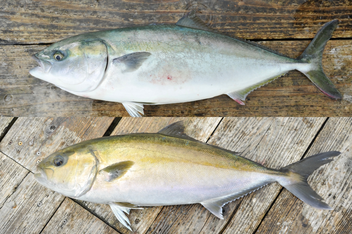 似ている魚 ブリとカンパチの違いを解説 ルアマガ