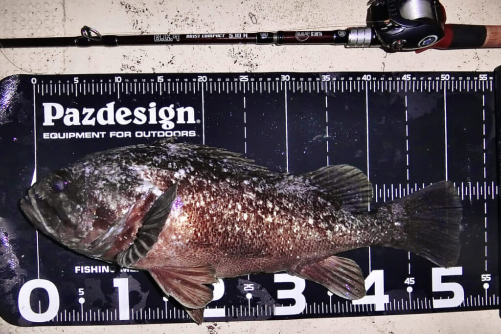 Fishmanのパックロッド『BC4』は「パワーと繊細さ」を兼ね備えた