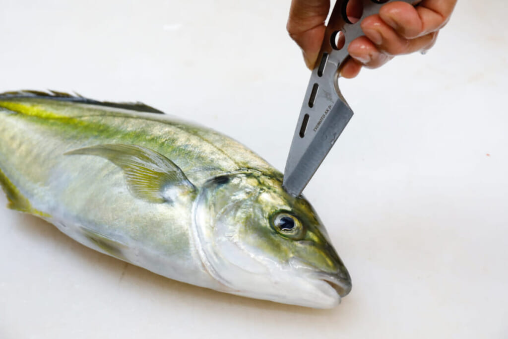 魚を締めることに特化したナイフを作ったワケ 津本式公認アサシンナイフjr ルアマガ
