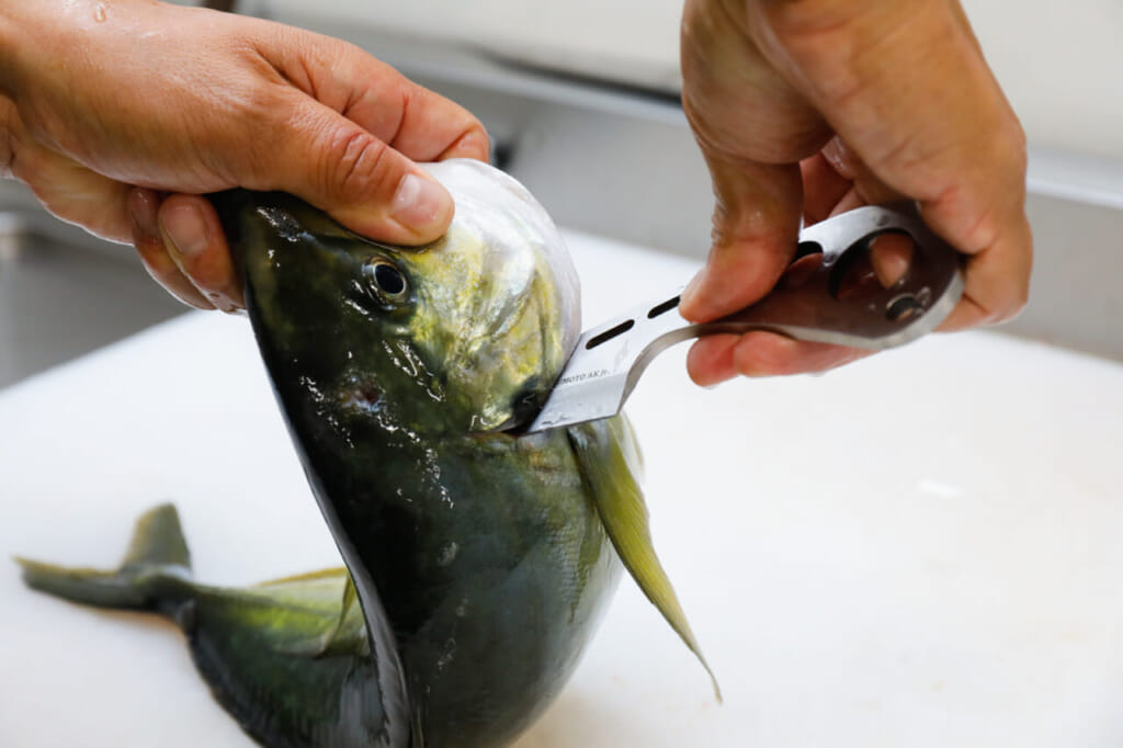 魚の締め方 津本式推奨の 脳締め 神経締め エラ切り フリフリ血抜き 冷やし込み 保冷 の手順が良い理由 ルアマガプラス