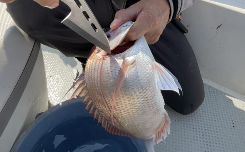 魚の締め方 津本式推奨の 脳締め 神経締め エラ切り フリフリ血抜き 冷やし込み 保冷 の手順が良い理由 ルアマガプラス