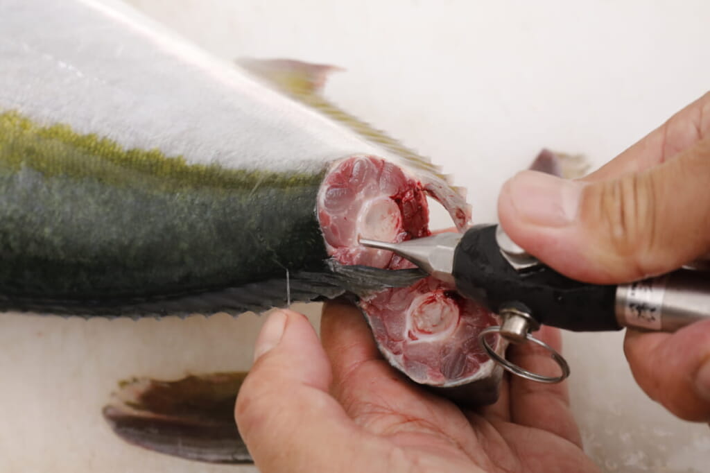 血抜き 神経締め熟成魚用セット 新品】血抜き 神経締め 熟成魚作成セット