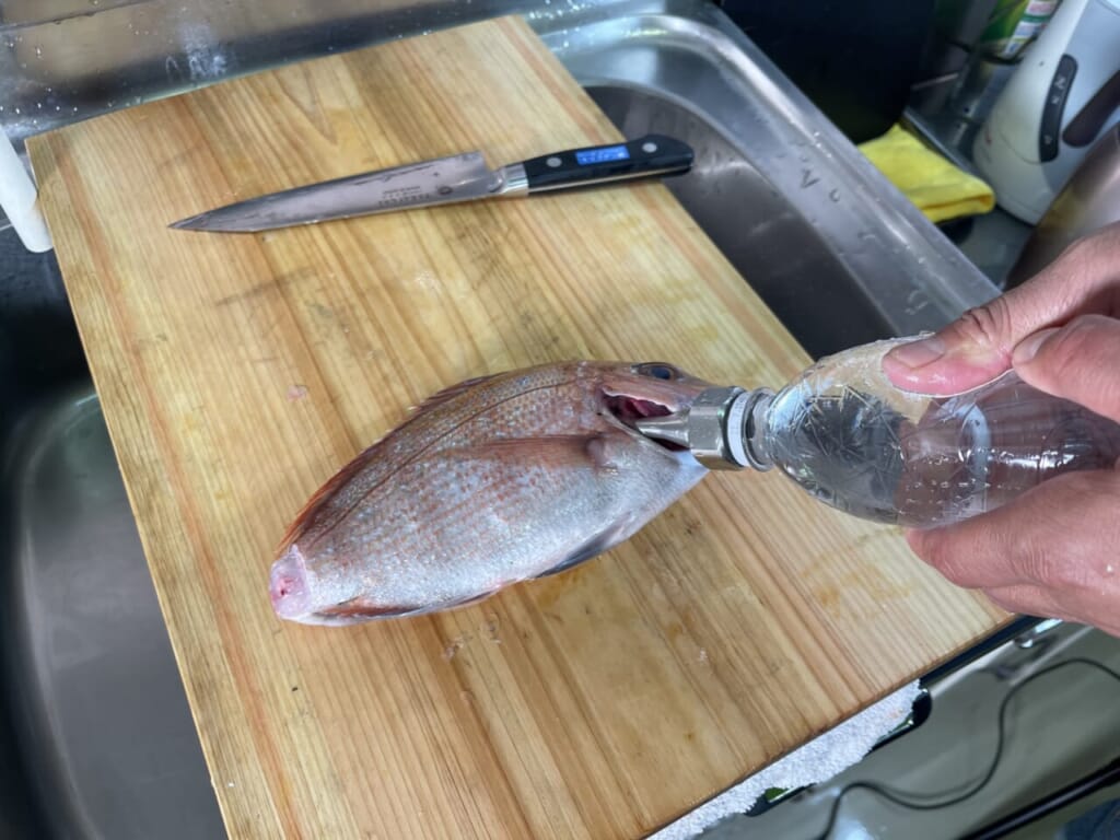 誰でも3分で魚を美味しくできる！ 家庭用魚仕立てノズルの使い方【津本式の簡単血抜き解説】│ルアマガプラス