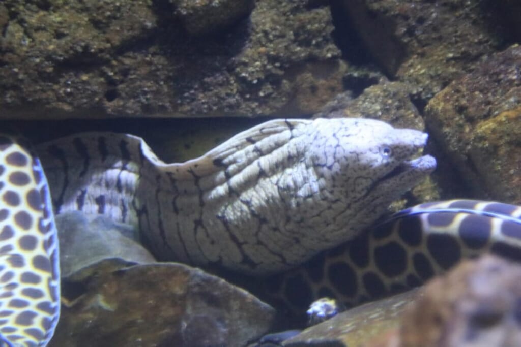 釣りで遭遇する危険な生き物にご用心 気をつけるポイントをご紹介 ルアマガプラス