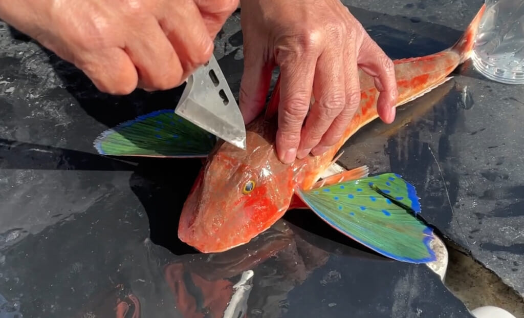 秒で終わる血抜き処理で魚の鮮度が劇的に変わる方法をご紹介 津本式家庭用魚仕立てノズル ルアマガプラス