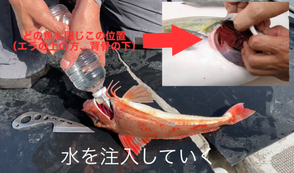 秒で終わる血抜き処理で魚の鮮度が劇的に変わる方法をご紹介 津本式家庭用魚仕立てノズル ルアマガプラス