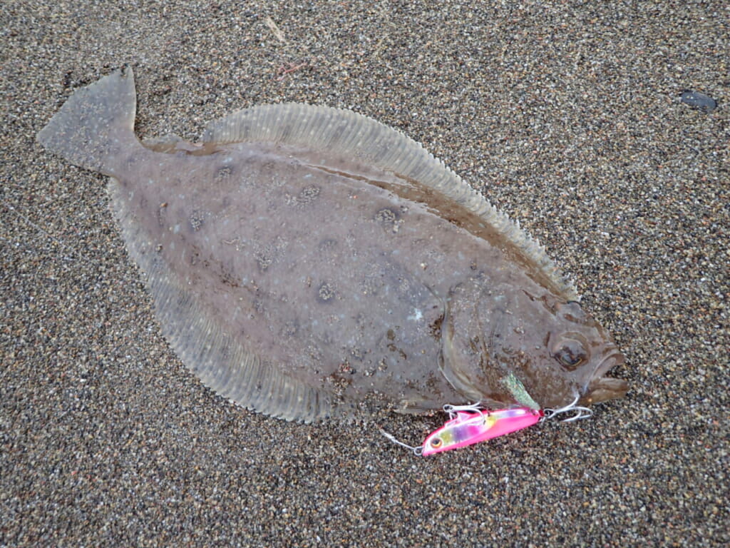 北海道南エリアのヒラメ を サーフフィネス で攻略 遠浅サーフ 磯を制する コンパクト 高比重ルアー の威力とは ミッチー高橋のサーフタクティクスepisode 2 ルアマガプラス