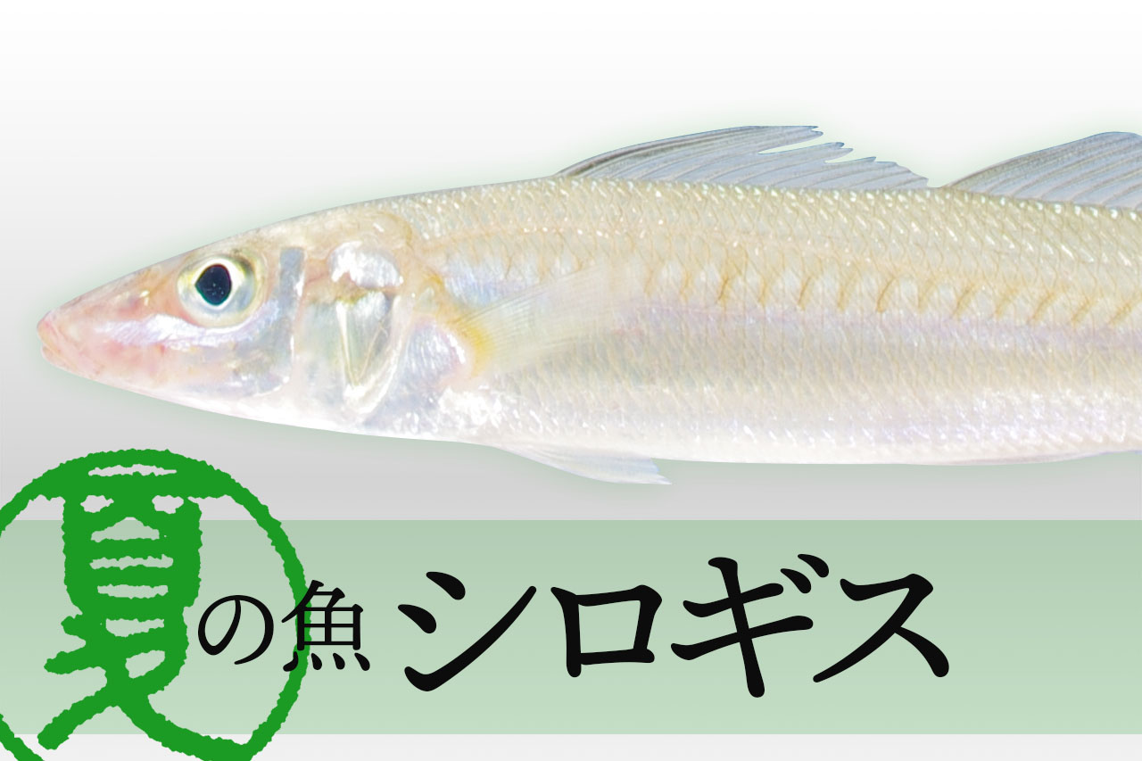 シロギスってこんな魚 美味しい料理方法をご紹介 ルアマガプラス