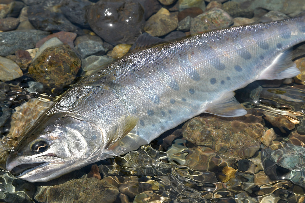 ヤマメ釣りの基本 その5 ルアーはミノーとスプーンを使い分けろ ルアマガプラス